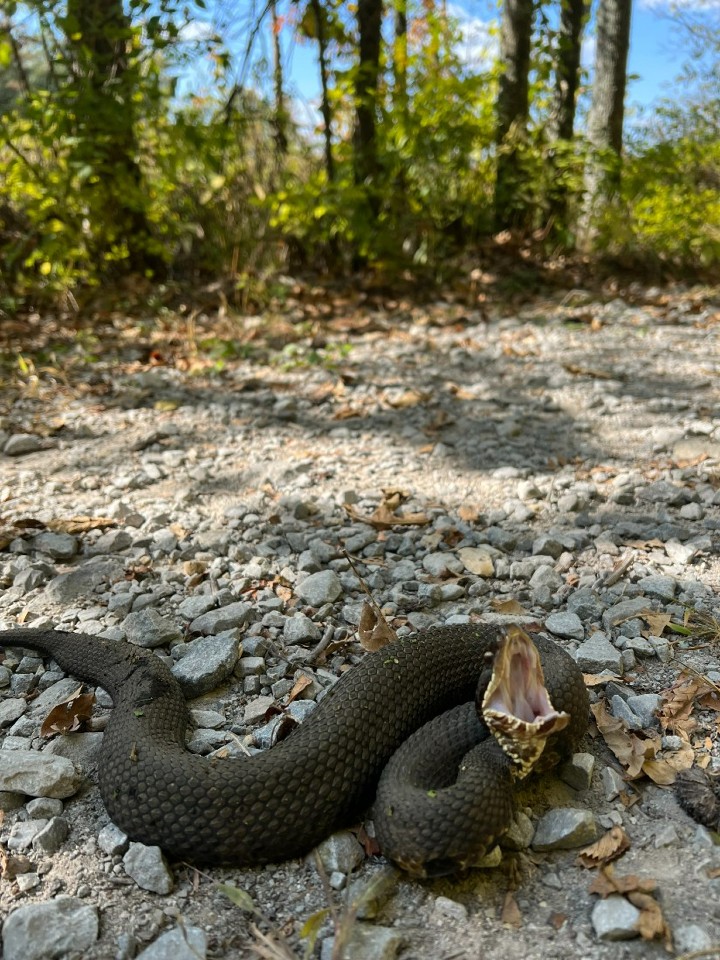 Cottonmouth